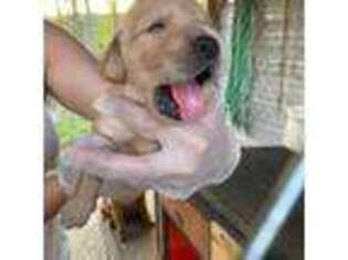 Golden Retriever Puppy for sale in State Road, NC, USA