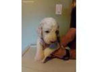 Labradoodle Puppy for sale in Greenup, IL, USA