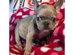 French Bulldog Puppy for sale in Deerfield Beach, FL, USA