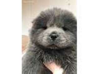 Chow Chow Puppy for sale in Sapulpa, OK, USA