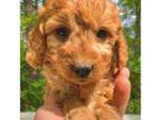Goldendoodle Puppy for sale in West Grove, PA, USA