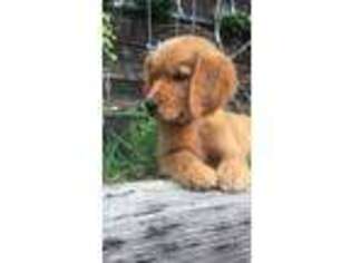 Golden Retriever Puppy for sale in Auburn, WA, USA