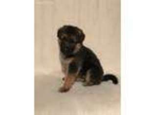 German Shepherd Dog Puppy for sale in Camden, OH, USA