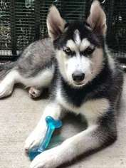 Siberian Husky Puppy for sale in LAKE MARY, FL, USA