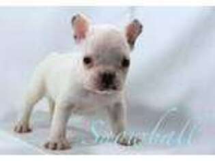 French Bulldog Puppy for sale in Yellville, AR, USA
