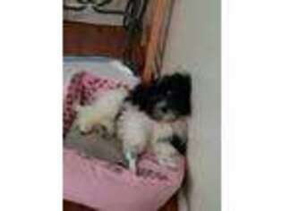 Havanese Puppy for sale in Hazleton, PA, USA