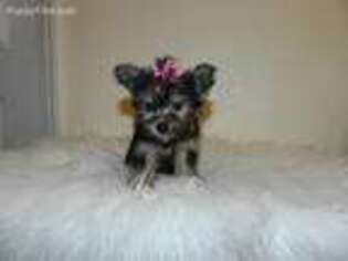 Yorkshire Terrier Puppy for sale in Moultrie, GA, USA