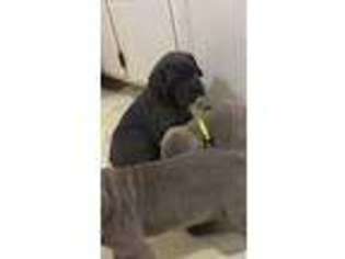 Neapolitan Mastiff Puppy for sale in Muskogee, OK, USA