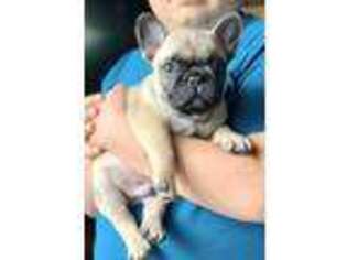 French Bulldog Puppy for sale in Wisdom, MT, USA