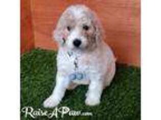 Goldendoodle Puppy for sale in Heber, AZ, USA