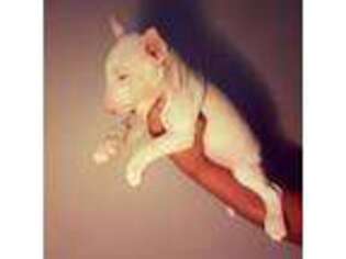 Bull Terrier Puppy for sale in Goldsboro, NC, USA