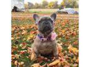 French Bulldog Puppy for sale in Union City, IN, USA