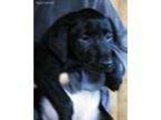 Labrador Retriever Puppy for sale in Mocksville, NC, USA