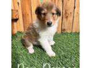 Collie Puppy for sale in Henderson, NV, USA