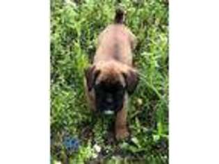 Boxer Puppy for sale in Liberty, KY, USA