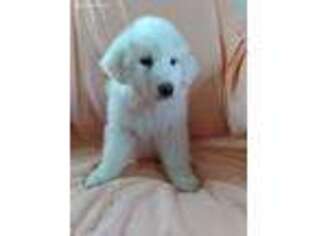 Great Pyrenees Puppy for sale in Yucca Valley, CA, USA