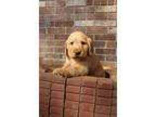 Labradoodle Puppy for sale in Millen, GA, USA