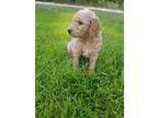 Goldendoodle Puppy for sale in Troy, AL, USA