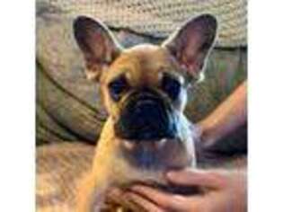 French Bulldog Puppy for sale in Owasso, OK, USA