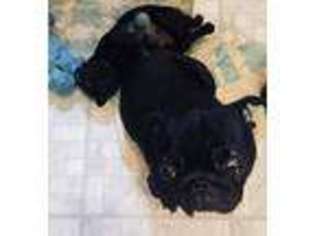 Pug Puppy for sale in Eugene, OR, USA