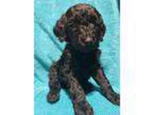 Goldendoodle Puppy for sale in Blair, WI, USA