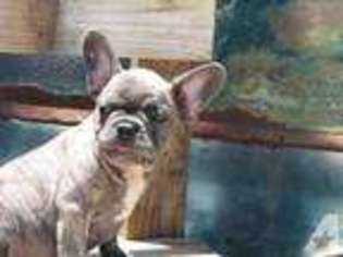 French Bulldog Puppy for sale in CIBOLO, TX, USA