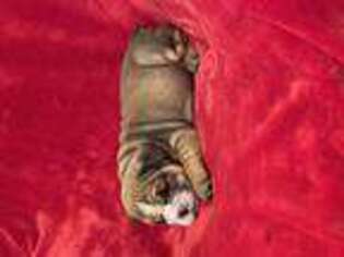 Bulldog Puppy for sale in Huntington, AR, USA