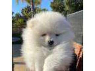 Pomeranian Puppy for sale in Chula Vista, CA, USA