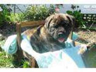 Bullmastiff Puppy for sale in Canton, OH, USA