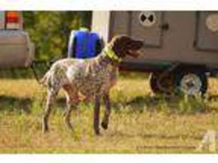 German Shorthaired Pointer Puppy for sale in PONSFORD, MN, USA
