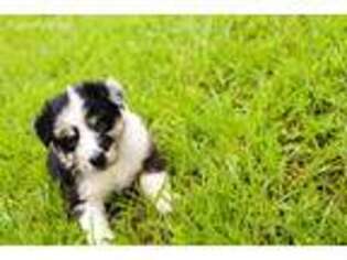 Australian Shepherd Puppy for sale in Clarksville, TN, USA