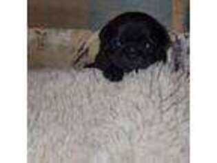 Pug Puppy for sale in Zebulon, NC, USA