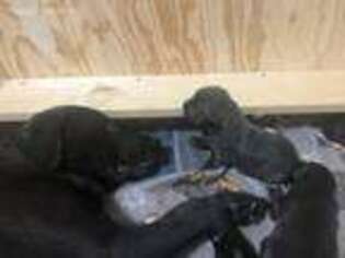Labrador Retriever Puppy for sale in Denton, TX, USA