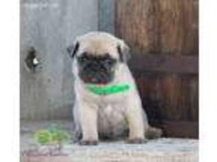 Pug Puppy for sale in Winesburg, OH, USA