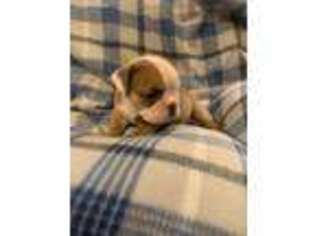 Bulldog Puppy for sale in Smyrna, DE, USA