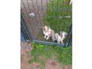 Australian Shepherd Puppy for sale in Saxon, WI, USA