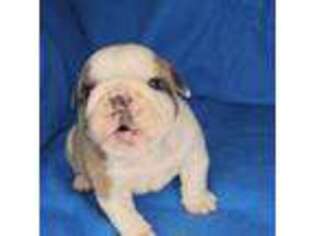 Bulldog Puppy for sale in Dixon, IL, USA
