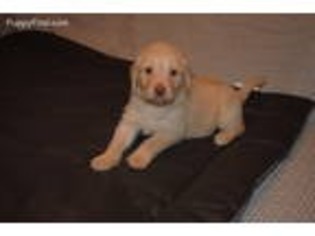 Labradoodle Puppy for sale in Clarksville, TN, USA
