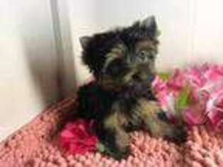 Yorkshire Terrier Puppy for sale in Manchester, CT, USA