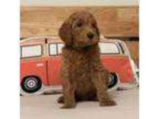 Goldendoodle Puppy for sale in Hawthorne, FL, USA