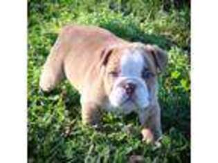 Bulldog Puppy for sale in Mount Vernon, MO, USA