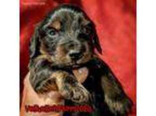 Dachshund Puppy for sale in Ravenna, OH, USA