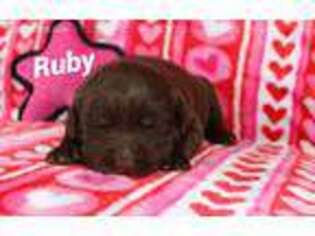 Labrador Retriever Puppy for sale in Stevens Point, WI, USA