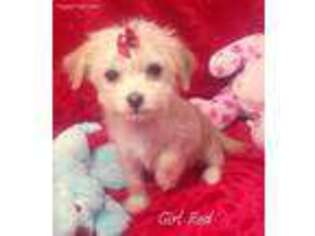 Chorkie Puppy for sale in Bowling Green, KY, USA