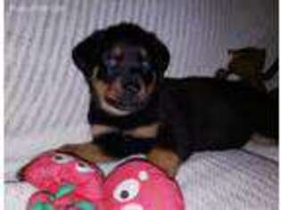 Rottweiler Puppy for sale in Phelan, CA, USA
