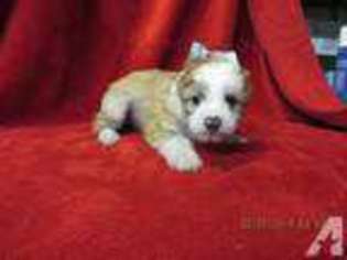 Chinese Crested Puppy for sale in HAGERSTOWN, MD, USA