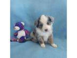 Miniature Australian Shepherd Puppy for sale in Kellogg, IA, USA
