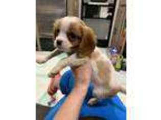 Cavalier King Charles Spaniel Puppy for sale in Orange Grove, TX, USA