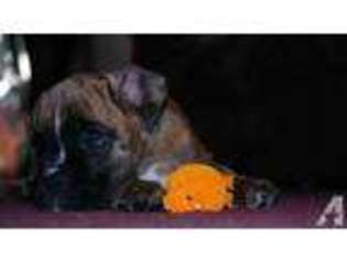 Boxer Puppy for sale in HACKENSACK, NJ, USA