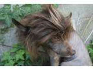 Chinese Crested Puppy for sale in Manhattan Beach, CA, USA